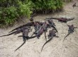 [Marine Iguana]