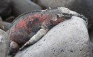 [Marine Iguana]