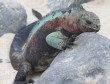 [Marine Iguana]