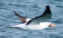 [Nazca Booby]