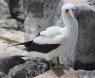 [Nazca Booby]