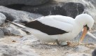 [Nazca Booby]