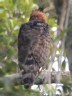 [Ornate Hawk-Eagle]