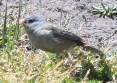 [Plain-colored Seedeater]