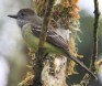 [Pale-edged Flycatcher]