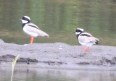 [Pied Plover (Lapwing)]