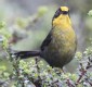 [Pale-naped Brush-Finch]