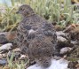 [Rufous-bellied Seed-Snipe]