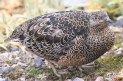 [Rufous-bellied Seed-Snipe]