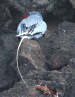 [Red-billed Tropicbird]