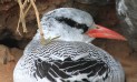 [Red-billed Tropicbird]