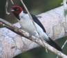 [Red-capped Cardinal]