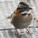 [Rufous-collared Sparrow]