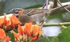 [Rufous-collared Sparrow]