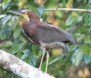 [Rufescent Tiger-Heron]