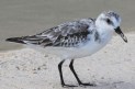 [Sanderling]