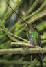 [Sword-billed Hummingbird]