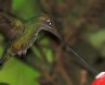 [Sword-billed Hummingbird]