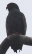 [Slender-billed Kite]