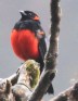 [Scarlet-bellied Mountain-Tanager]