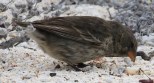 [Small Ground Finch]