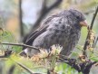 [Small Ground Finch]