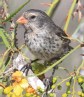 [Small Ground Finch]