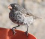 [Small Ground Finch]