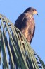 [Snail Kite]