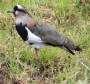 [Southern Lapwing]