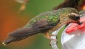 [Speckled Hummingbird]