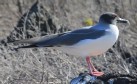 [Swallow-tailed Gull]