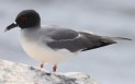 [Swallow-tailed Gull]