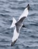 [Swallow-tailed Gull]