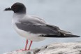 [Swallow-tailed Gull]