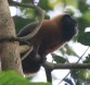 [Golden-mantled Tamarin]