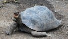 [Galapagos Giant Tortoise]