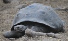 [Galapagos Giant Tortoise]