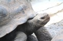 [Galapagos Giant Tortoise]