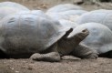 [Galapagos Giant Tortoise]