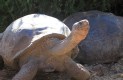 [Galapagos Giant Tortoise]