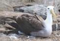 [Waved Albatross]