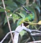 [White-chinned Jacamar]