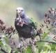 [White-crowned Parrot]