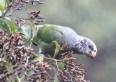 [White-crowned Parrot]