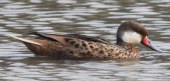 [White-cheeked Pintail]