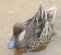 [White-cheeked Pintail]