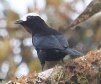 [White-capped Tanager]