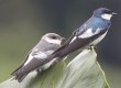 [White-winged Swallow]