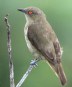 [Yellow-bellied Dacnis]